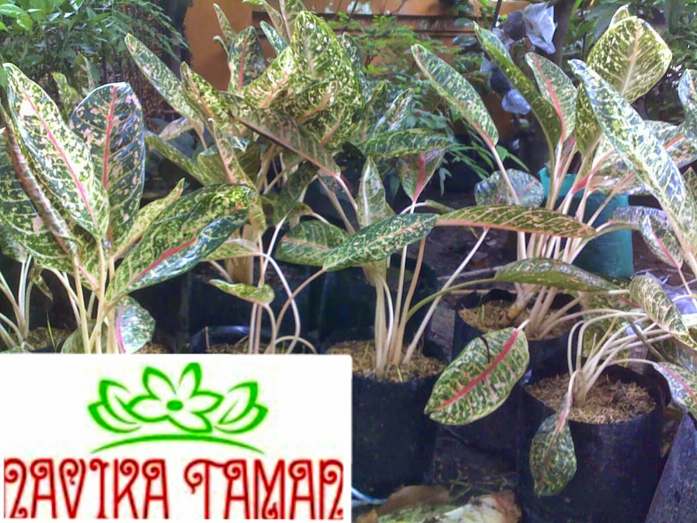 JUAL POHON DONA KARMEN SUPLIER TANAMAN  HIAS  JASA 