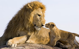 an old lion and his son, father and son, lion pictures