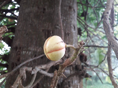 cannonball seed