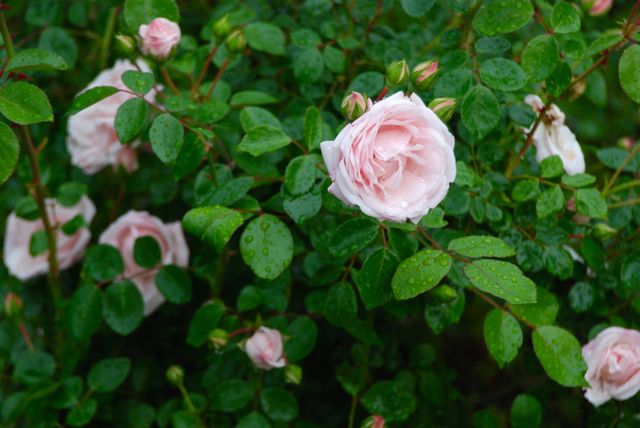 This old-fashioned pink rose was one of the shrubs that we inherited with this property. Its fragrance is light and refreshing. 