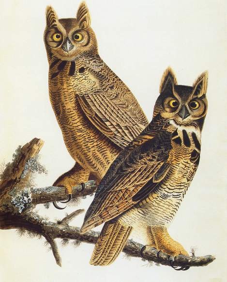 Audubon Bird Print