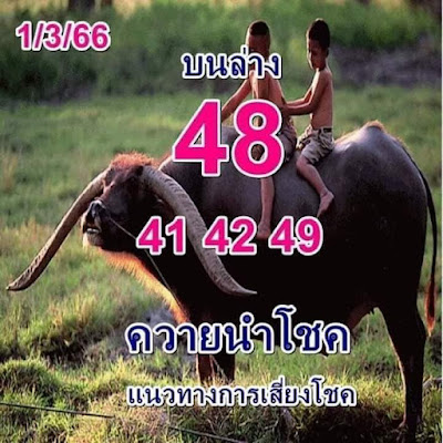 งวด1/3/66 หวยควายนำโชค OHO999.com