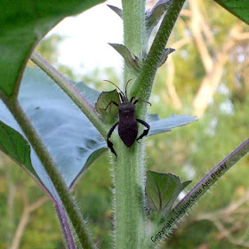 A determined black leaf bug on the sunflower plant