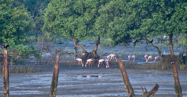 Flamingo Watching Location Mumbai