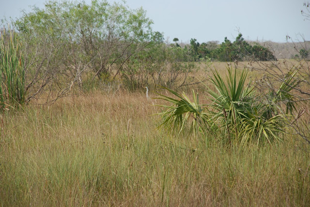 Big Cypress National Preserve