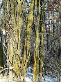 vines climbing a tree