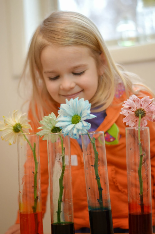 Learn about plants and how they thrive with the color changing flower experiment for kids!  This flower rainbow is made using food coloring and makes a great science fair project for elementary! #rainbowflowers #rainbowflowerexperiment #flowers #colorchangingflowers #flowerexperimentfoodcoloring #flowerexperimentsforkids #dyeingflowers #sciencefairprojects #scienceexperimentskids #growingajeweledrose