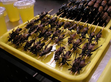 of eating insects as food.