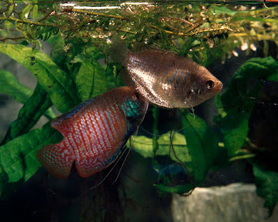 Dwarf gourami - Trichogaster lalius