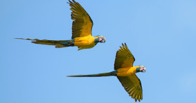 $25,000 up for grabs for identifying rare species from around the world www.maveai.com