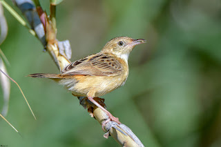 buitron-cisticola-juncidis-