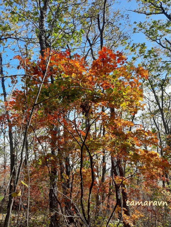 Клён ложнозибольдов (Acer pseudosieboldianum)