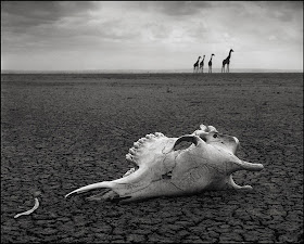 череп жирафа,Nick Brandt