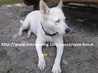 Save Balue!  http://www.microgiving.com/cause/save-balue