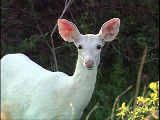 nature white whitetail deer