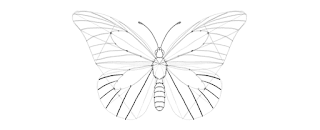 how-to-draw-butterfly-3-9