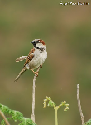 House Sparrow