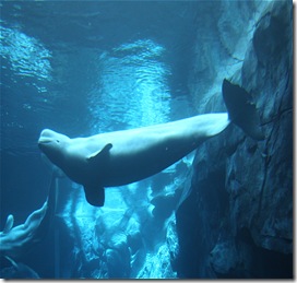 A Peep in the London Aquarium -AK