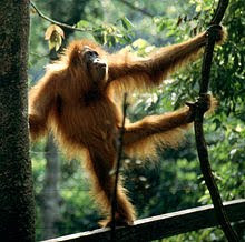 The critically endangered Sumatran Orangutan, a great ape endemic to Indonesia.