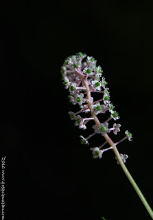 Fleur de Phytolaque, ou Raisin d’Amérique (phytolacca americana)