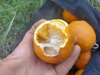 Open orange, looking a bit old, partly eaten