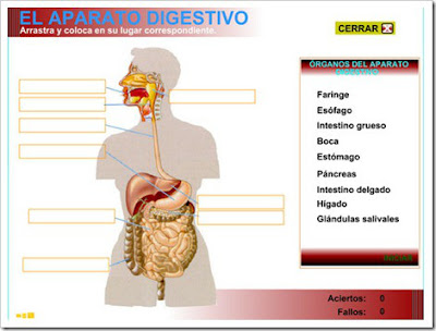 http://www3.gobiernodecanarias.org/medusa/eltanquematematico/pizarradigital/AparatoDigestivo/organos/a_digestivo_ep.html