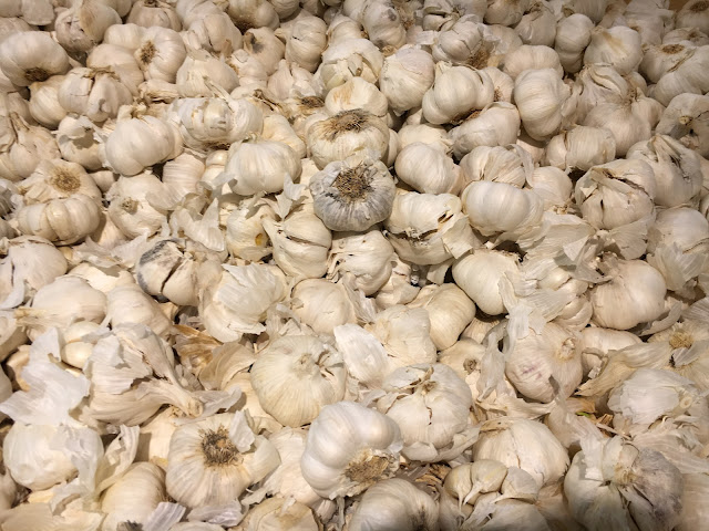 free pictures of garlic
