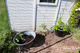 Garten mit Tomaten