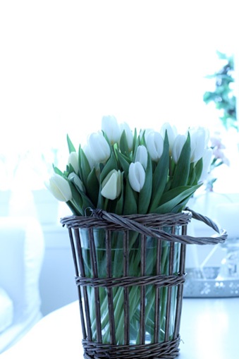 Nydelige tulipaner2