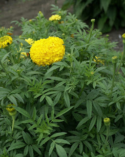 Tagetes erecta 'Crackerjack'