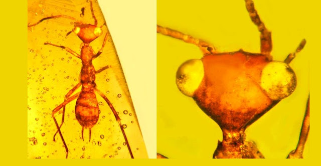 The Eight Most Incredible Fossils Preserved In Amber