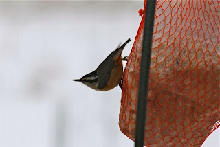 red breasted nuthatch on suet  