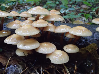 Łuskwiak zmienny Kuehneromyces mutabilis