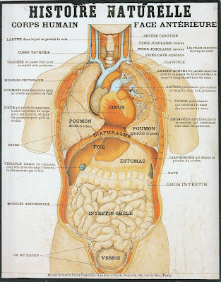 Planche d’histoire naturelle Deyrolle, édition 1900, collection « Elément d’Histoire naturelle » (collection musée)