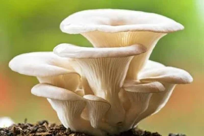 Oyster Mushroom Benefits