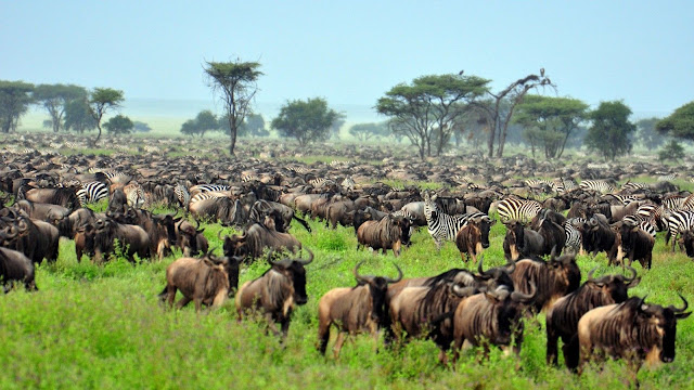 Serengeti Migration