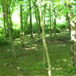 View album