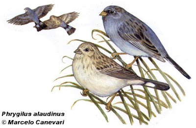 la familia Thraupidae en Argentina Yal platero Phrygilus alaudinus
