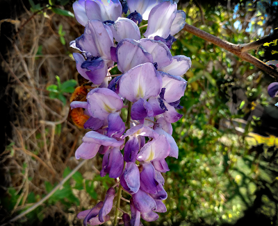 golden orange rusty bumblebee wisteria blooms