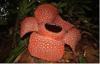  non exclusively cultural simply besides flora as well as animal Rafflesia Arnoldi Flower inwards Bengkulu