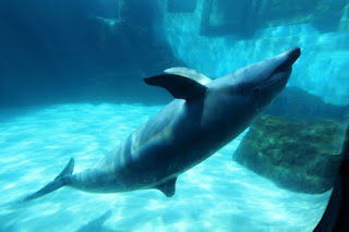 Bottlenose dolphin