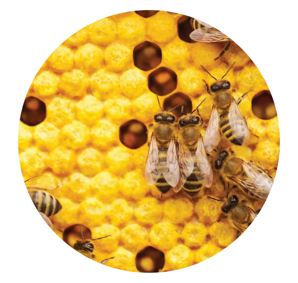 propolis