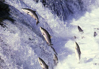 Les saumons menacés par les barrages