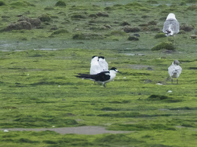 Sooty Tern - Ythan Estuary, Aberdeen