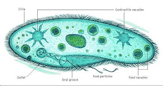 Penggolangan hewan Vertebrata dan Invertebrata KLIPING Hewan Vertebrata dan Invertebrata beserta Penjelasannya