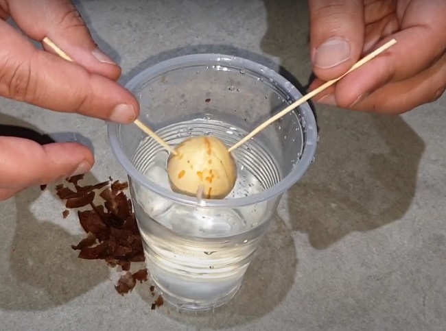 Submerge pit in water until the toothpicks