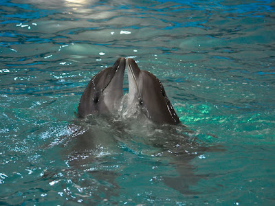 foto de delfines enamorados