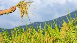 Bengal stopped Crop Insurance Scheme PMFBY