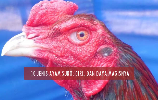 10 Jenis-Jenis Ayam Suro, Ciri, dan Keunggulan Daya Magisnya