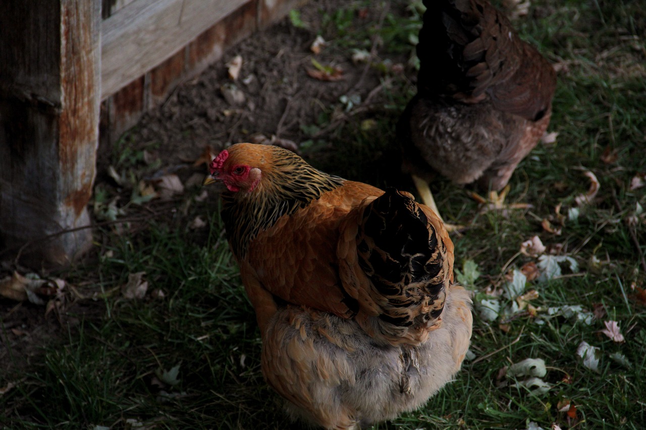 Two Backyard Chickens